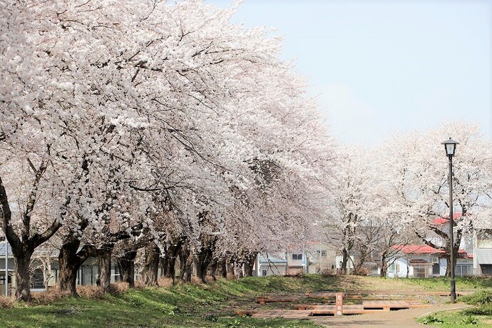 写真：浅舞公園の桜
