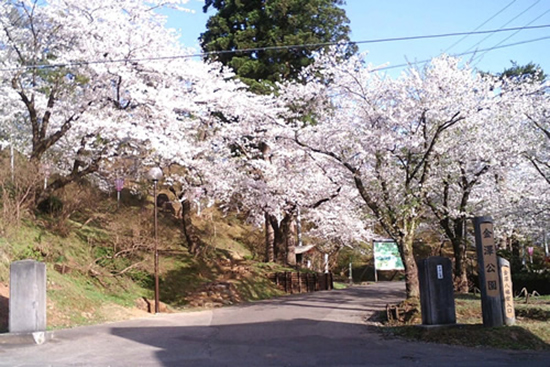 写真：金沢公園の桜