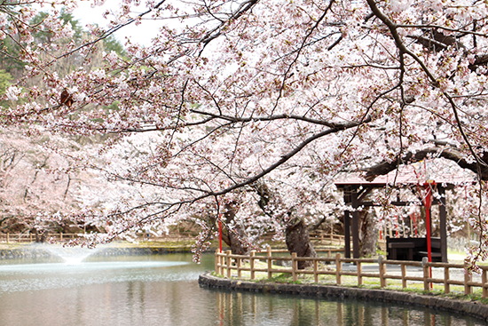写真：真人公園の桜