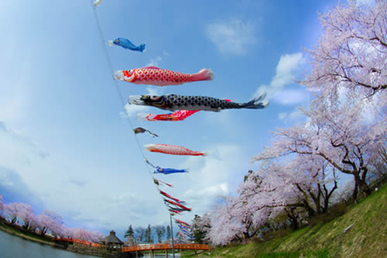 写真：梨木公園の桜