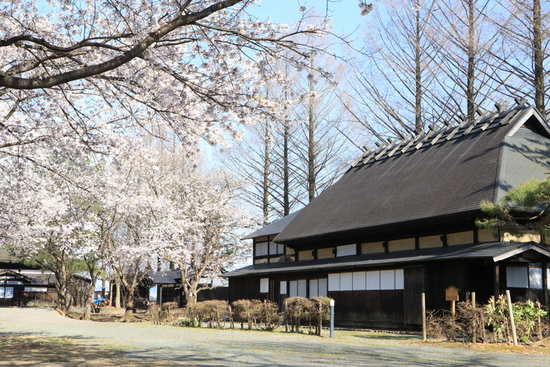 写真：雄物川中央公園の桜