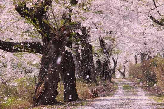 写真：大森公園の桜