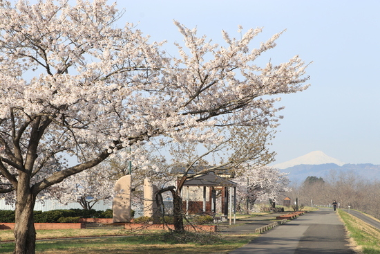 写真：桜づつみ公園の桜