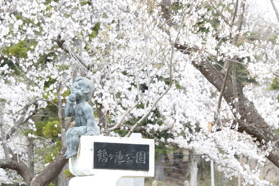 写真：鶴ヶ池公園の桜