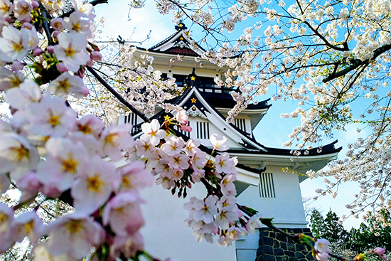写真：横手公園の桜
