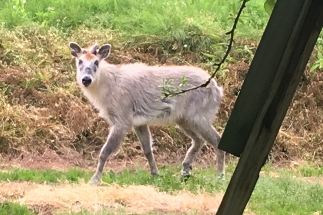 カモシカの成獣の写真