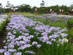 写真：浅舞公園