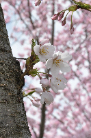 写真:市の花「さくら」