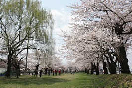 写真：真人公園の桜