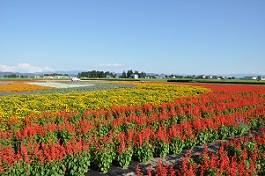 写真：夏の大雄緑花園