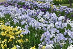 写真：浅舞公園・あやめの花