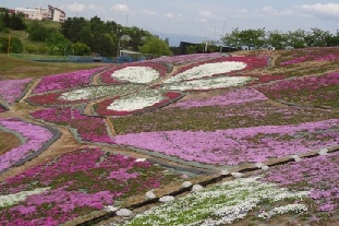 写真：大森公園・芝桜