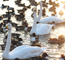 写真：白鳥