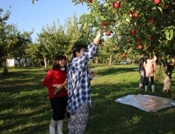 写真：国際学園中女子　りんご収穫