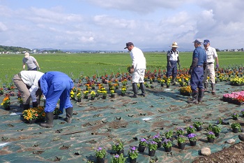 花を植える様子