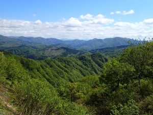 写真：横手の森林風景