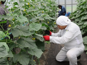 写真：実験農場での研修2