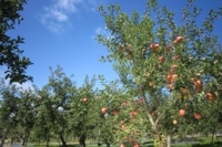写真：りんご畑の写真