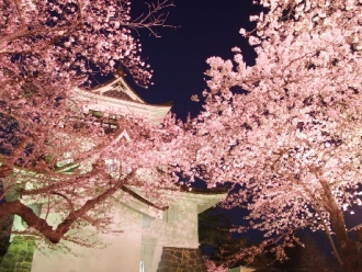 写真：横手公園の夜桜