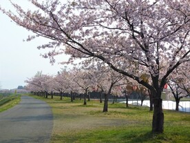 写真：桜づつみ公園の桜