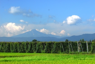 写真：収穫期を迎えたホップ畑