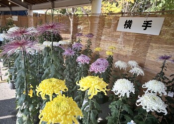 写真：よこて菊まつり