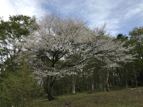 写真：桜