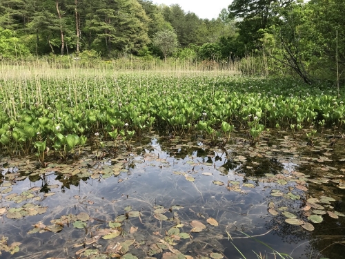 写真： 湿原の森