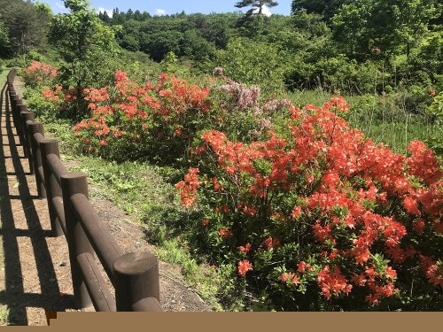 写真：レンゲツツジ（6月初め）2