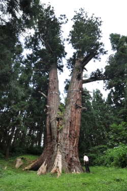 写真：筏の大杉