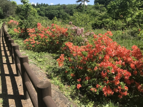 写真:レンゲツツジ2