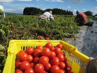 写真:トマトの収穫