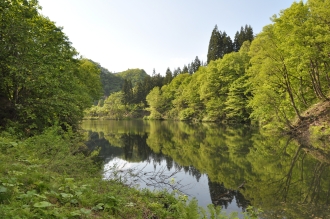 写真:新緑の山内黒沼