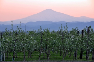 写真:リンゴの木と鳥海山