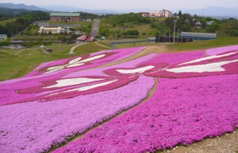 写真:大森リゾート村の芝桜