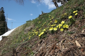 写真:里山に春の訪れ、満開の福寿草（山内三又）