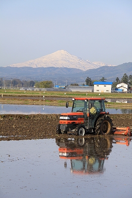 写真:代掻き作業と鳥海山