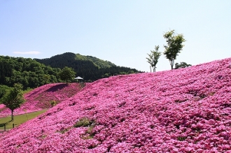 写真:大松川ダム公園の芝桜