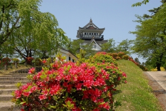 写真:横手公園のツツジ