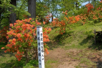 写真:金沢公園のレンゲツツジ