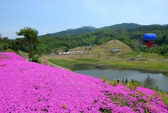 写真:大松川ダム公園の芝桜