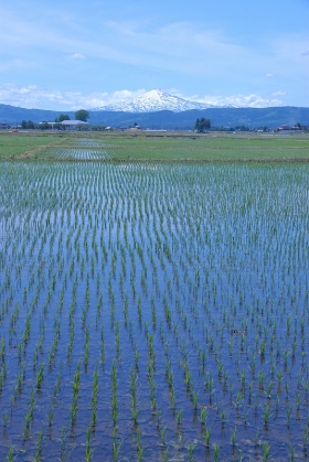 写真:平鹿の水田から眺める鳥海山