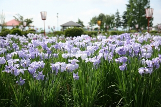 写真:あやめまつり