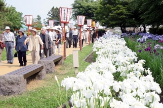 写真:あやめまつり