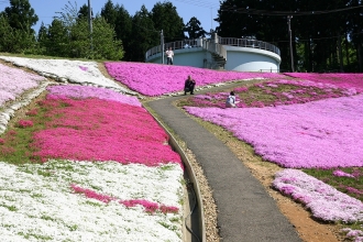 写真:大森リゾート村の芝桜