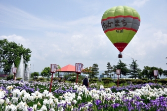 写真:あやめまつり