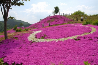 写真:大松川ダム公園の芝桜