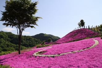 写真:大松川ダム公園の芝桜