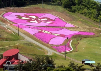 写真:大森リゾート村の芝桜