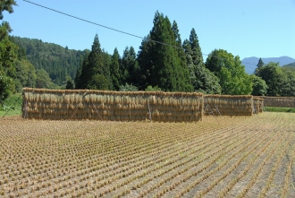 写真:山内南郷地区はさがけ